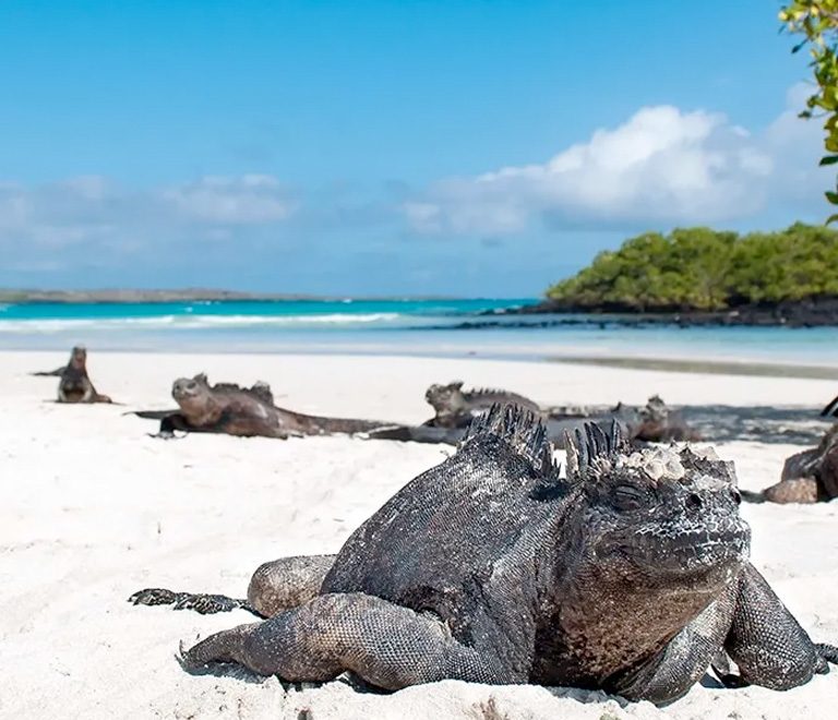 Tour Tortuga Bay y Parte Alta